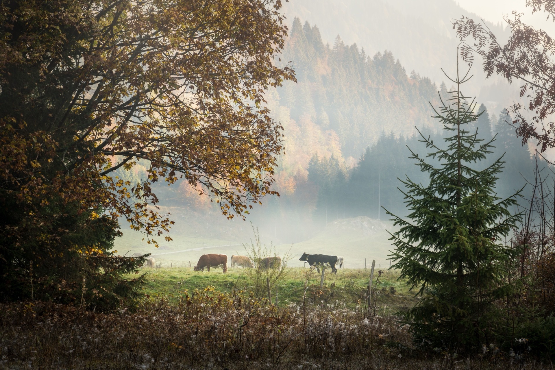 A scenery of cows grazing in the autumn pasture
